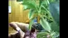 চালান Gadis gian panax quinquefoliusat