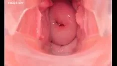播放 室内炙手可热的小猫